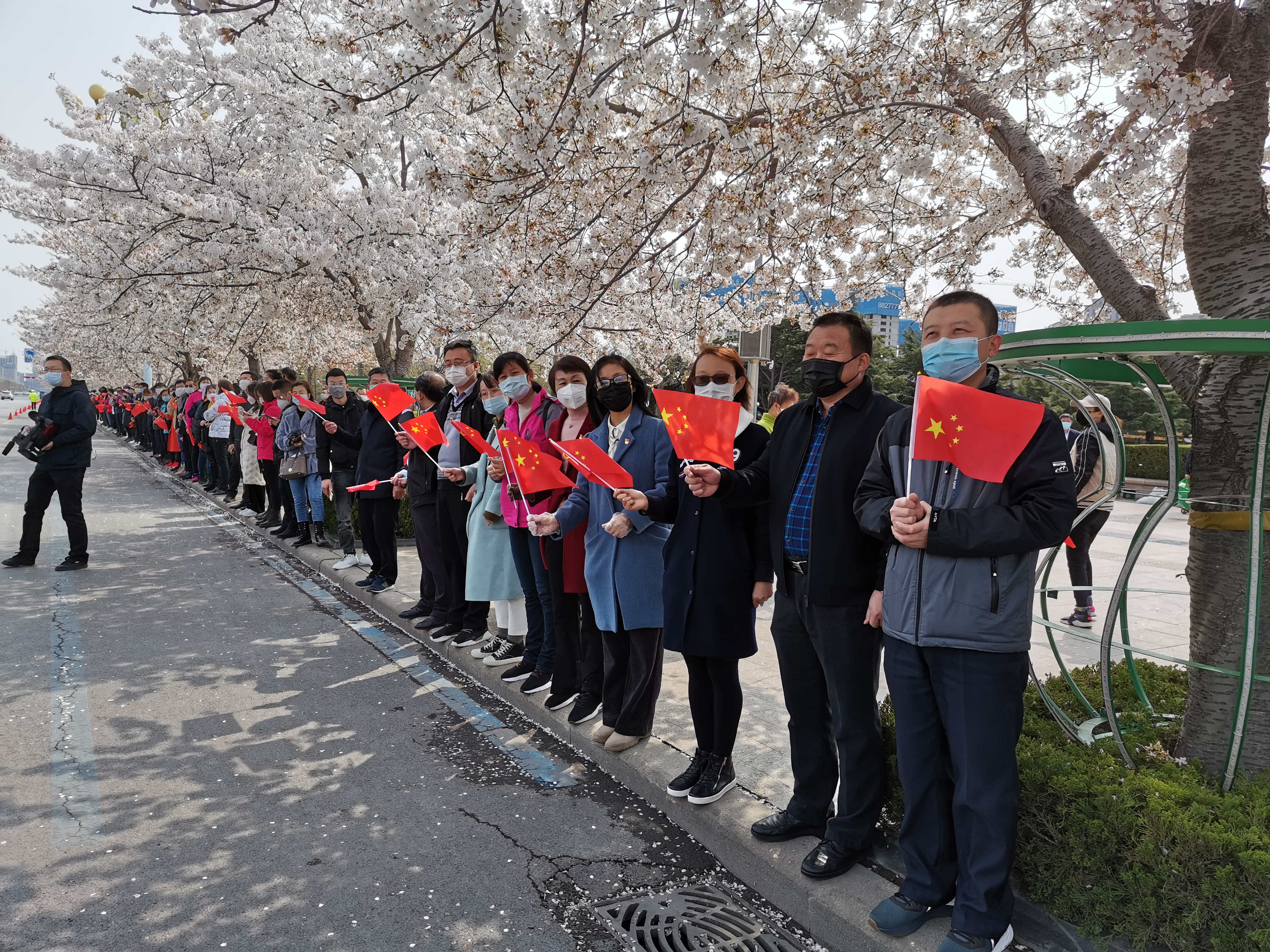 春风十里樱花路 喜迎援鄂英雄凯旋(图1)